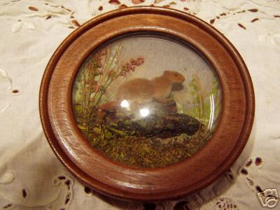 English Weasel